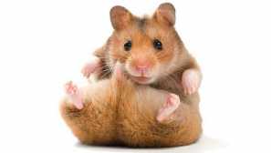 Jak trénovat křeček?